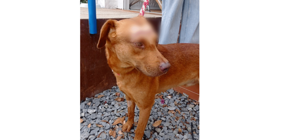 Condenan a un año de prisión a hombre que agredió a “Guardián”, un perro en Medellín