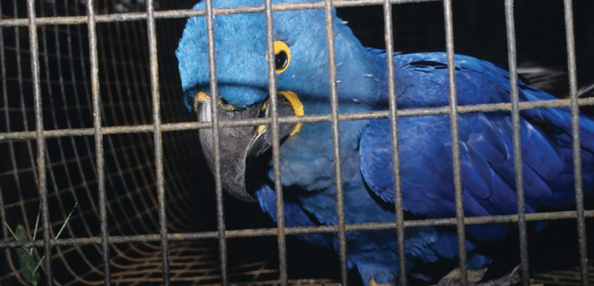 Policía rescata 22 aves silvestres en cautiverio en Belén Altavista