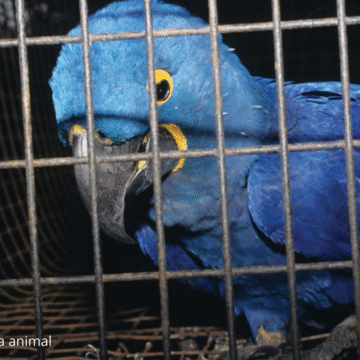 Policía rescata 22 aves silvestres en cautiverio en Belén Altavista