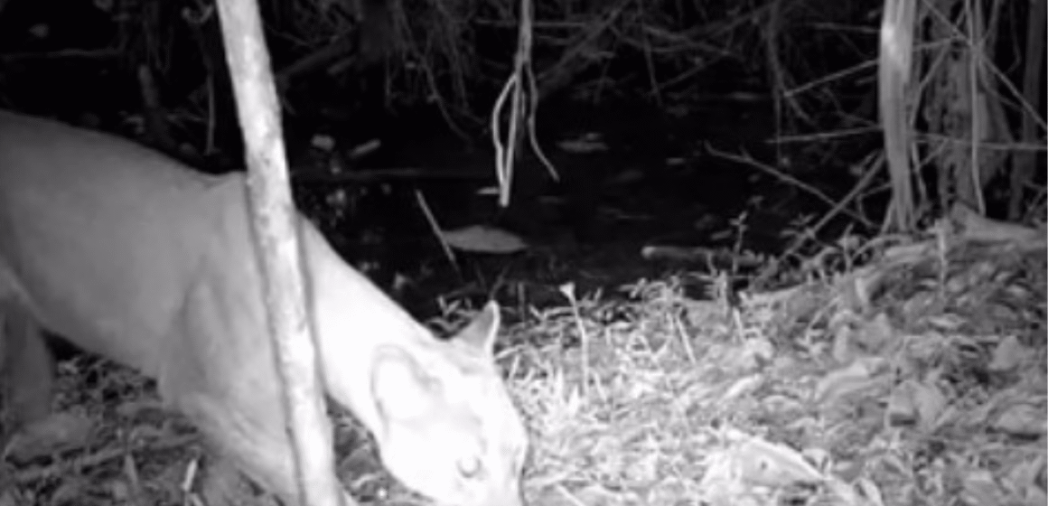 Un Puma en Itagüí primer avistamiento en la Zona Protegida