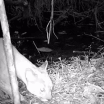 Un Puma en Itagüí primer avistamiento en la Zona Protegida