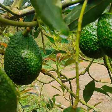 Polémica en Antioquia por la creación del primer Área de Protección para la Producción de Alimentos