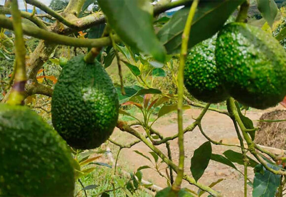 Polémica en Antioquia por la creación del primer Área de Protección para la Producción de Alimentos