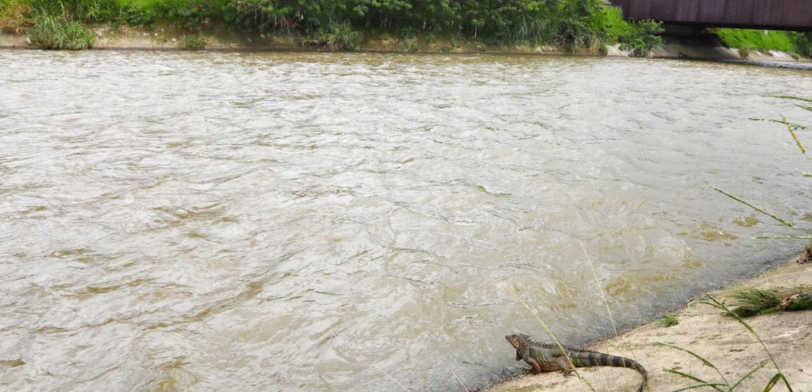 En foco (16) Medellín anuncia millonario plan para intervenir el río y las quebradas, pero la deuda ambiental sigue abierta