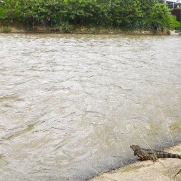 Medellín anuncia millonario plan para intervenir el río y las quebradas, pero la deuda ambiental sigue abierta