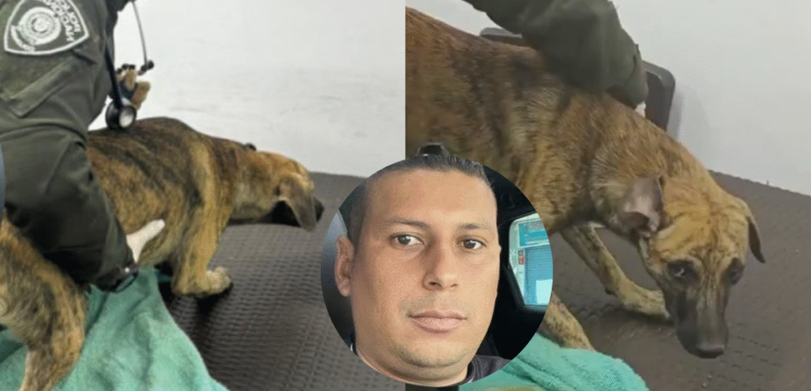 En foco (20) Perro maltratado sobrevivió y su agresor está libre