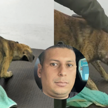  Perro maltratado sobrevivió y su agresor está libre