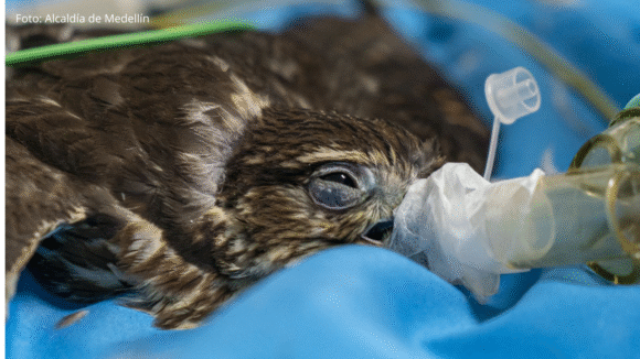 Aumentan los lesionados por pólvora en Antioquia mientras el Área Metropolitana refuerza campaña “Soy Antipólvora”