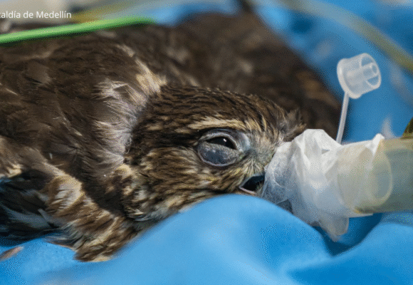 Aumentan los lesionados por pólvora en Antioquia mientras el Área Metropolitana refuerza campaña “Soy Antipólvora”