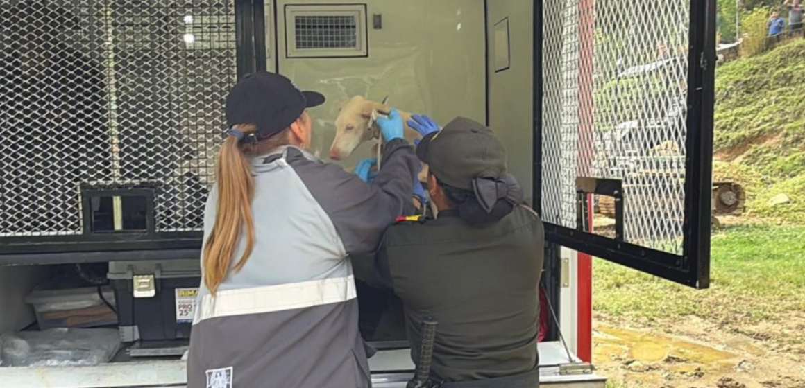 En foco (22) Indignación por aterrador caso de maltrato animal en Altavista