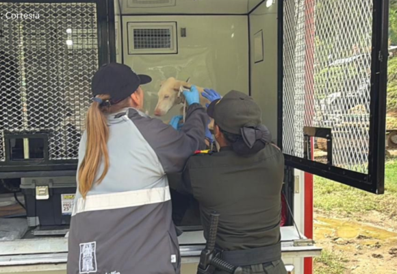 Indignación por aterrador caso de maltrato animal en Altavista