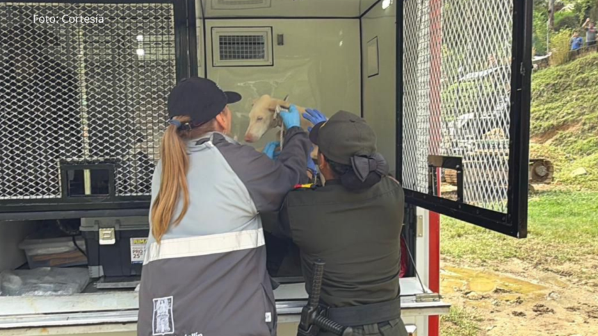 Indignación por aterrador caso de maltrato animal en Altavista