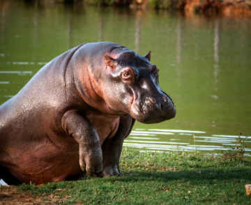 Gobierno alista eutanasia de hipopótamos del extinto Pablo Escobar
