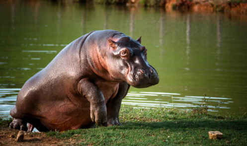 Gobierno alista eutanasia de hipopótamos del extinto Pablo Escobar